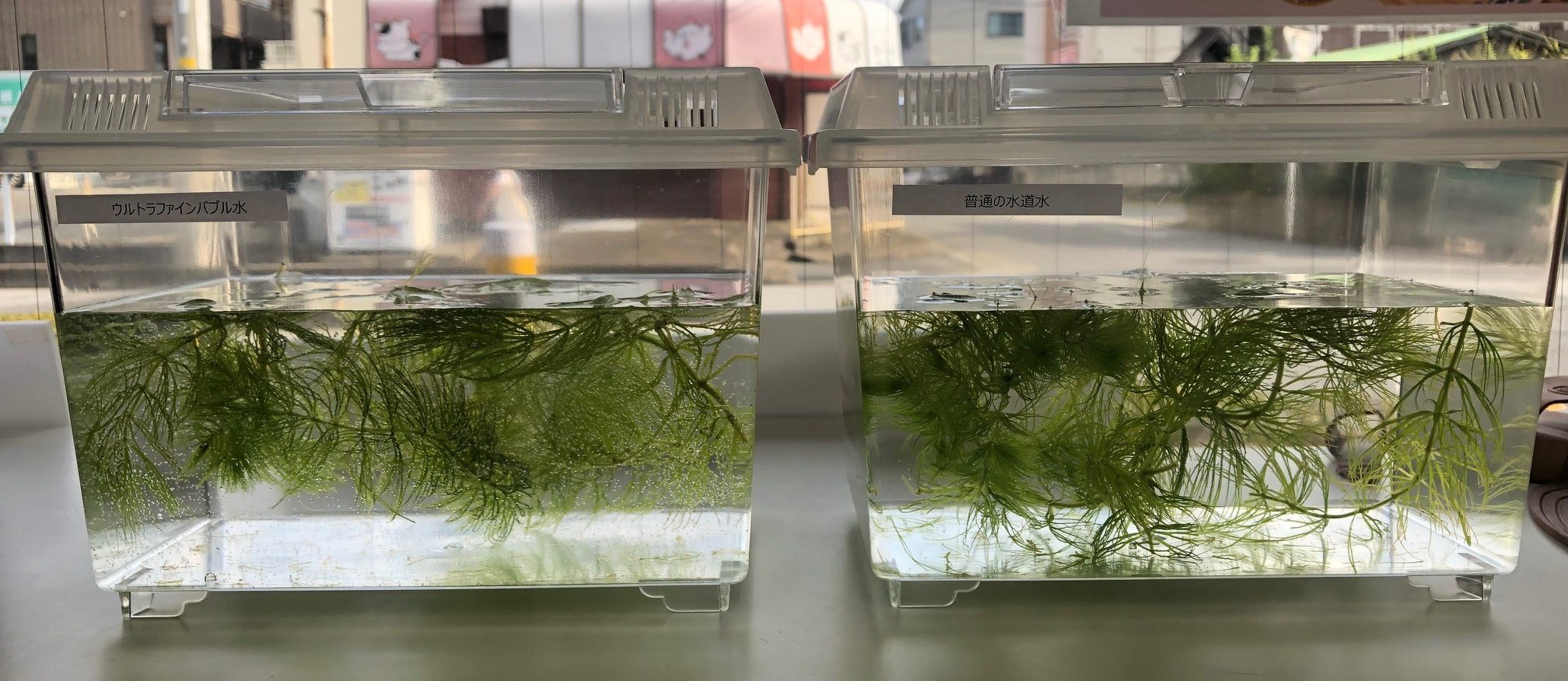 ウルトラファインバブル水に水草が入れられた水槽と、普通の水道水に水草が入れられた水槽