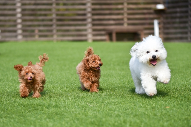 人工芝を走る3匹の犬